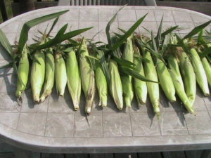 First Corn Harvest
