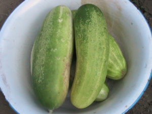 Five Cucumbers Picked