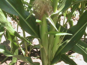 Ear of Corn Growing