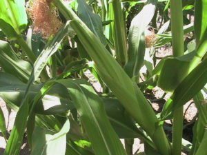 Ear of Corn Growing #2