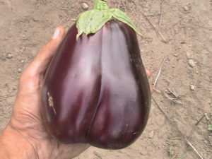First Eggplant Harvested