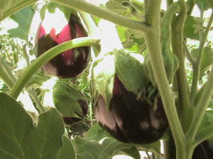 Eggplants on Plants