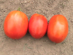 Three Roma Tomatoes