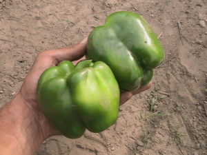 Two Large Peppers