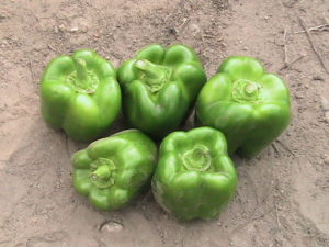 Five Peppers Harvested