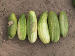Six Cucumbers Harvested