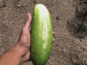 Large Cucumber #2