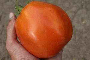 Large Roma Tomato