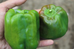 Two Peppers Picked