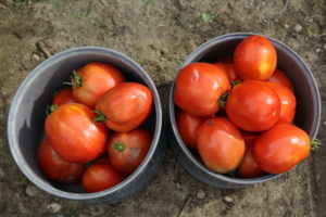 Roma Tomato Harvest
