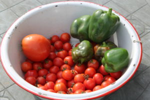 Tomatoes and Peppers Harvested