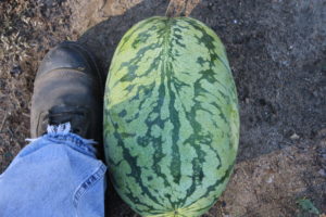 Harvested Watermelon #1