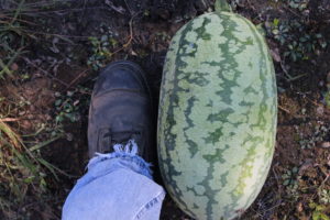 Watermelon Harvest #2