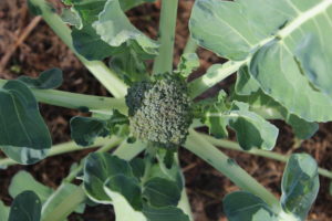 First Signs of Broccoli