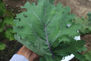 Large Kale Leaf