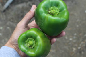 Two Large Peppers