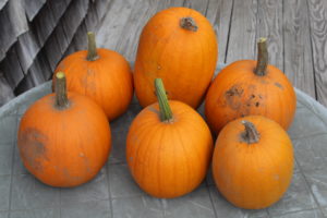 Last Pumpkin Harvest