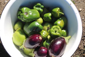 Peppers, Eggplants, and Tomatoes Harvested
