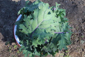 24 Large Kale Leaves