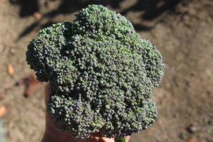 First Broccoli Head Harvested