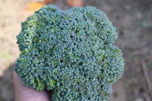 Second Broccoli Head Picked