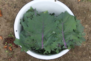 Twelve Kale Leaves Picked