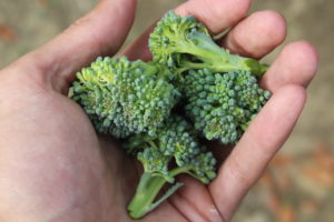 Few Pieces of Broccoli