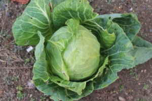 Cabbage Head Harvested