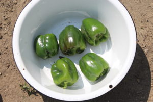 Five Green Peppers