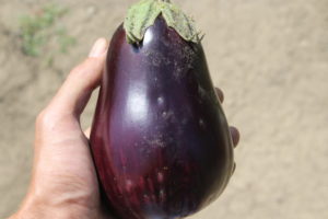 First Eggplant 2017