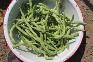 Pole Bean Harvest