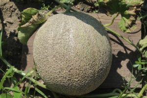 Cantaloupe