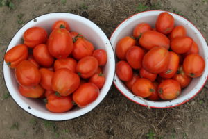 Roma Tomatoes