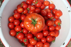 Latest Cherry Tomatoes