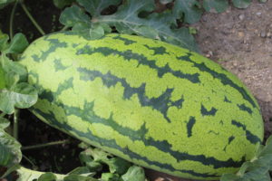 Watermelon #2