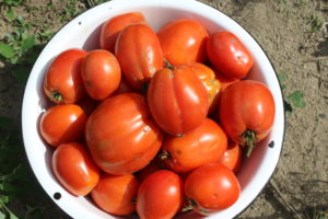 Roma Tomatoes