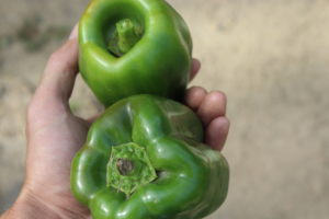 Two Ripe Peppers
