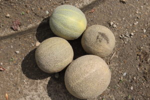 Cantaloupes