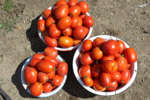 Roma Tomatoes