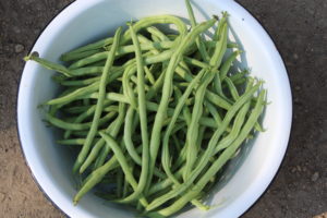 Bean Harvest