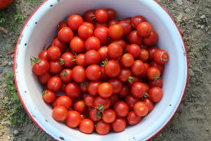 Cherry Tomatoes