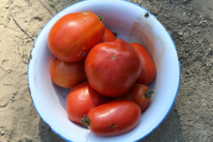 Roma Tomatoes