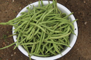 Pole Bean Harvest