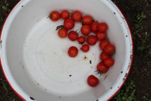 Cherry Tomatoes