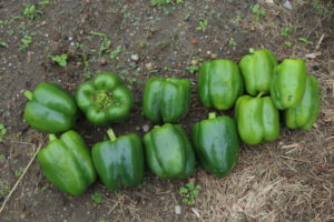 Dozen Peppers