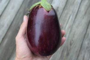 Eggplant