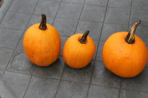 Three Pumpkins Harvested