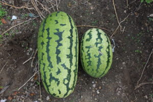 Watermelons