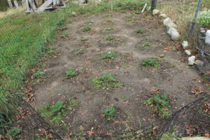 Strawberry Plants without Straw