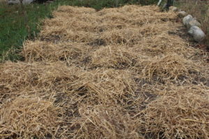 Strawberries Covered with Straw